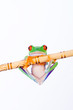Photo: Frog hanging on Frog hanging on
