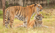 Indian Bengali Tiger