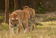 Indian Bengali Tiger