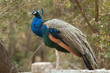 Indian Peacock