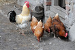 cock and hens