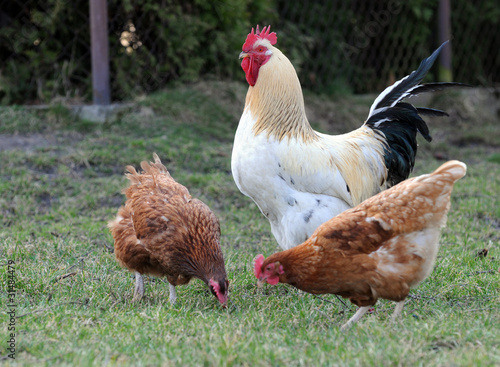 Photo: cock and hens cock and hens