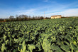 Fattoria in una piantagione di cavolfiori