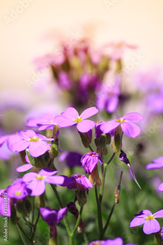 Photo: Aubretia Aubretia