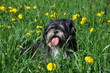 Chien Lhassa Apso couché dans l'herbe et pissenlit Chien Lhassa Apso couché dans l'herbe et pissenlit