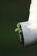 Plant in Drain Pipe