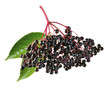Holunderbeeren