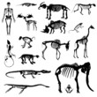 skeleton collection vector