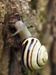 Photo: Hainbänderschnecke am Baumstamm Hainbänderschnecke am Baumstamm