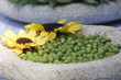Bisi
