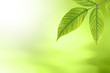 Green Leaf Nature Bokeh Green Leaf Nature Bokeh