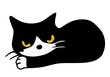 にらむ猫