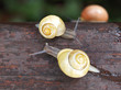 Photo: Schnecken unterwegs Schnecken unterwegs