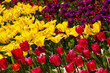 Tulips Tulips