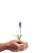 Safely growing