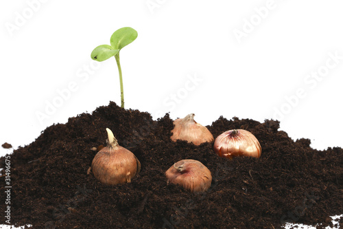 Photo: Flowerbulbs and green sprout Flowerbulbs and green sprout