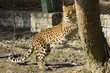 Foto: Gepard Gepard