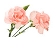 pink carnation