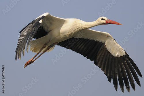 Photo: White Stork in flight - Ciconia ciconia White Stork in flight - Ciconia ciconia