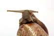 Snail grape Snail grape
