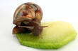 Snail grape on a redish Snail grape on a redish
