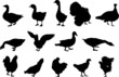 poultry silhouettes poultry silhouettes