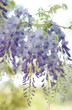 Wisteria flowers in Spring. Wisteria flowers in Spring.