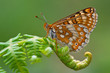 Euphydryas aurinia