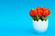 ����: Colorful tulip flowers in the white pot � Elnur #31507428