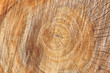 tree stump background