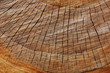 tree stump texture