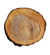 tree stump tree stump