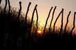 farm sunset