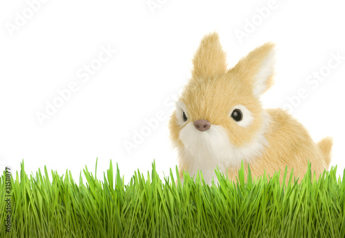Photo: うさぎ うさぎ
