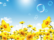 Yellow flowers against blue sky background Yellow flowers against blue sky background
