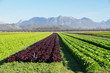 plantation de salades