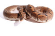 Spider ball python