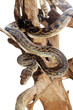 Pastel snake