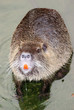 wild animal nutria rat close up