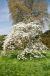 cornouiller en fleurs au printemps
