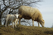 Schaf mit Lamm