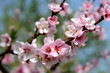 Almond blossom