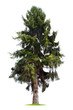 Foto: Isolated Pine Tree Isolated Pine Tree