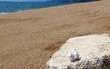 Sea shell at Finikounta beach of Peloponnese, Greece