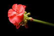geranium bud expanding