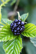 Black berry bush in the garden Black berry bush in the garden