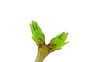 Timelapse growing lilac buds isolated on white