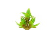 Timelapse growing lilac buds isolated on white