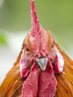 Funny close up of a red rooster over a green background Funny close up of a red rooster over a green background