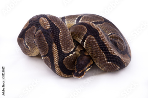 Photo: Royal or Ball python on white background Royal or Ball python on white background